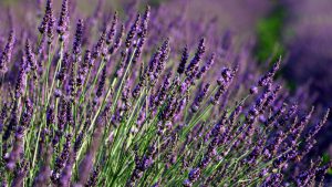 Tipos de perfumes: Aromático. Pressentia