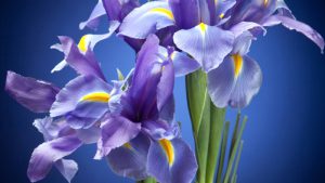 Tipos de perfumes: Floral. Pressentia
