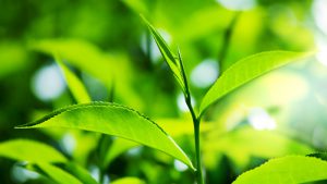 Tipos de perfumes: Verde. Pressentia